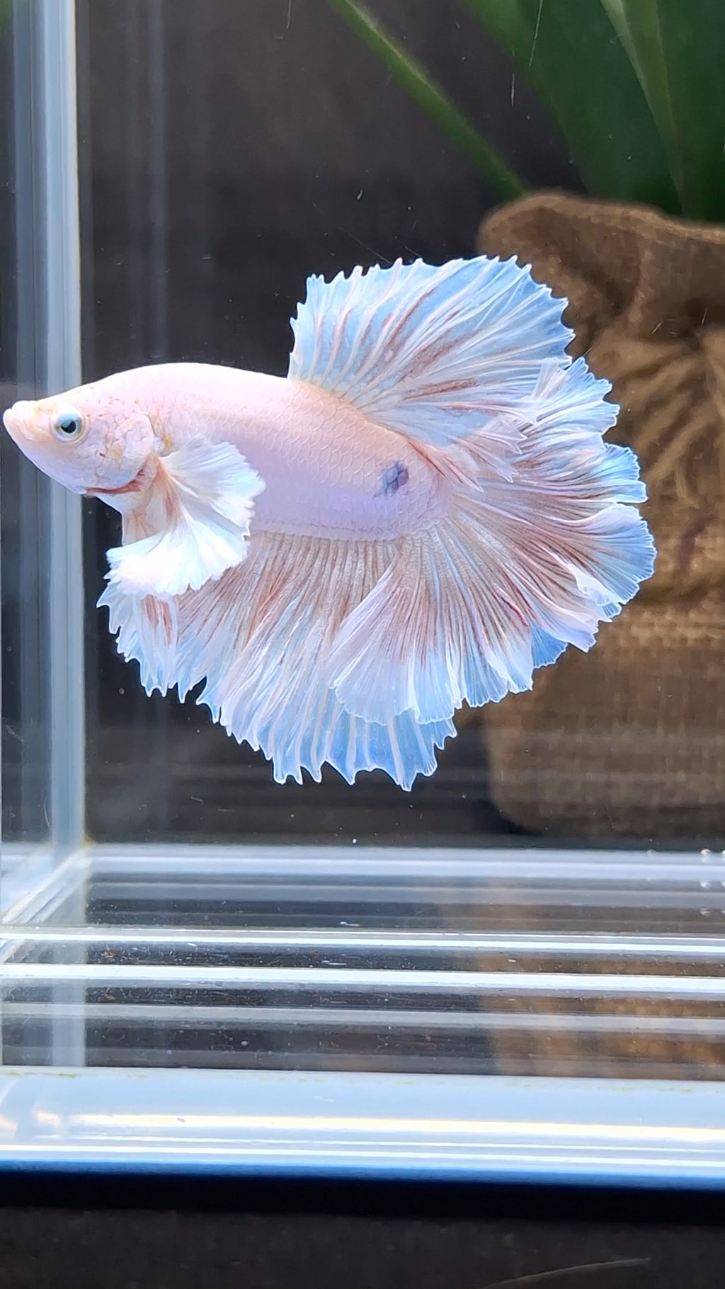 Halfmoon King Feathertail Rose Dumbo Ear Pink Butterfly Betta Fish Male