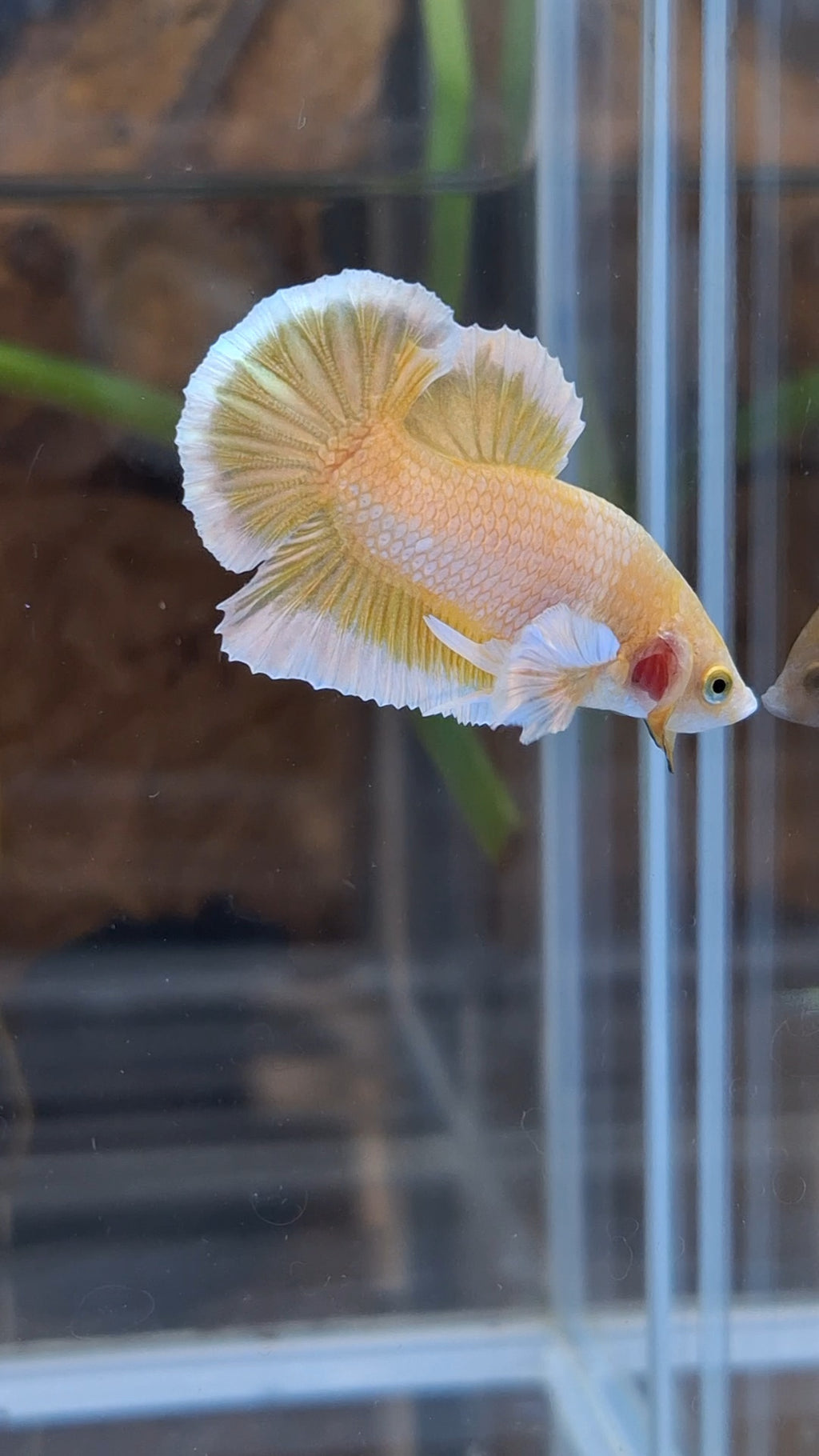 Gold Big Ear Butterfly Plakat Betta Fish Male