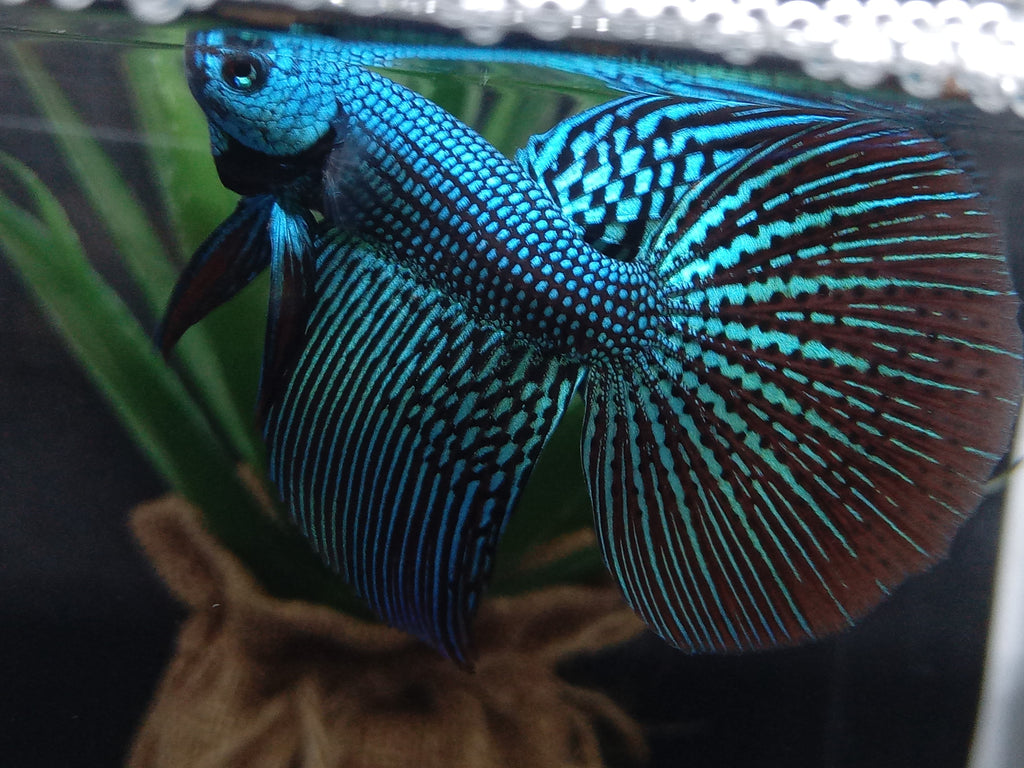 Luxury Halfmoon Alien Green Rare Wild Betta Hybrid Male