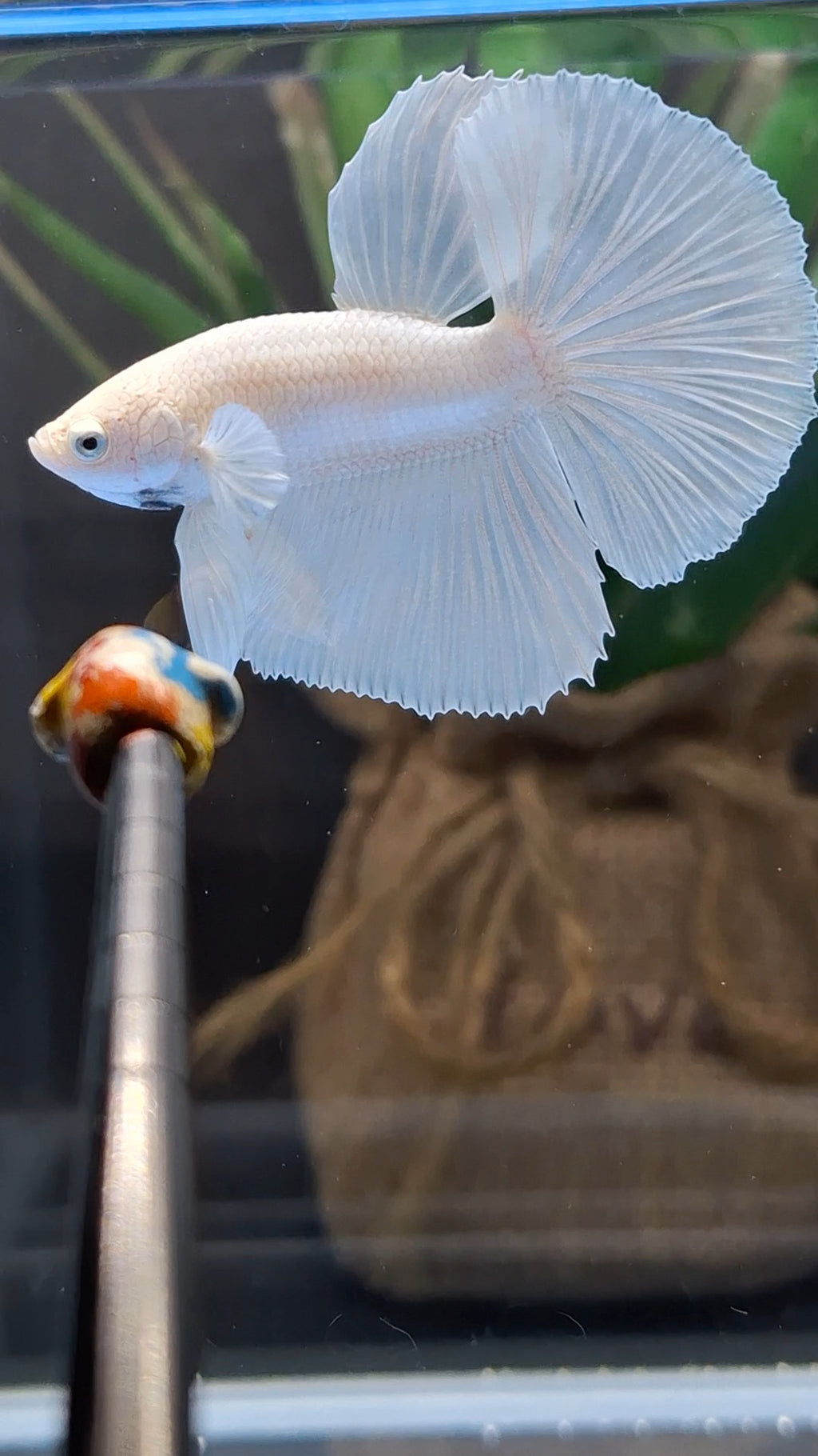 Halfmoon White Platinum Betta Fish Male