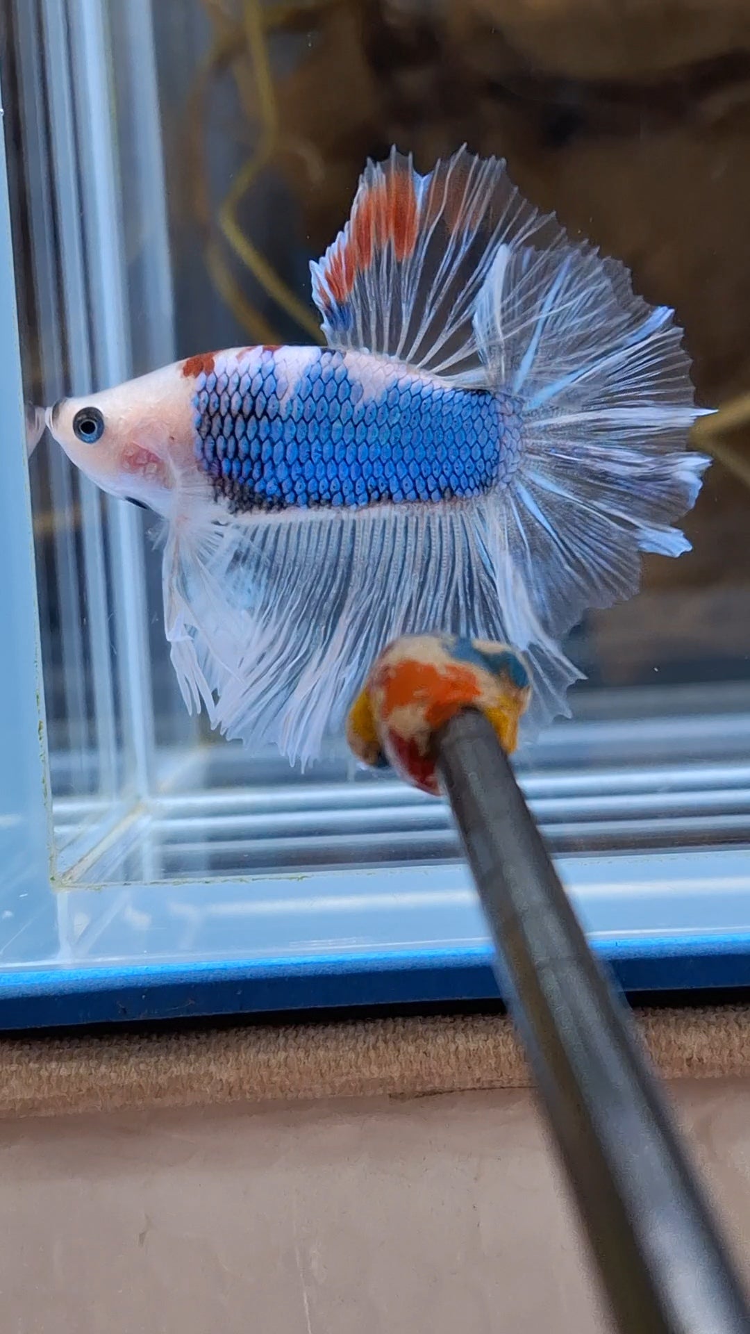Halfmoon King Feathertail Monkay Face Fancy Rare Betta Fish Male