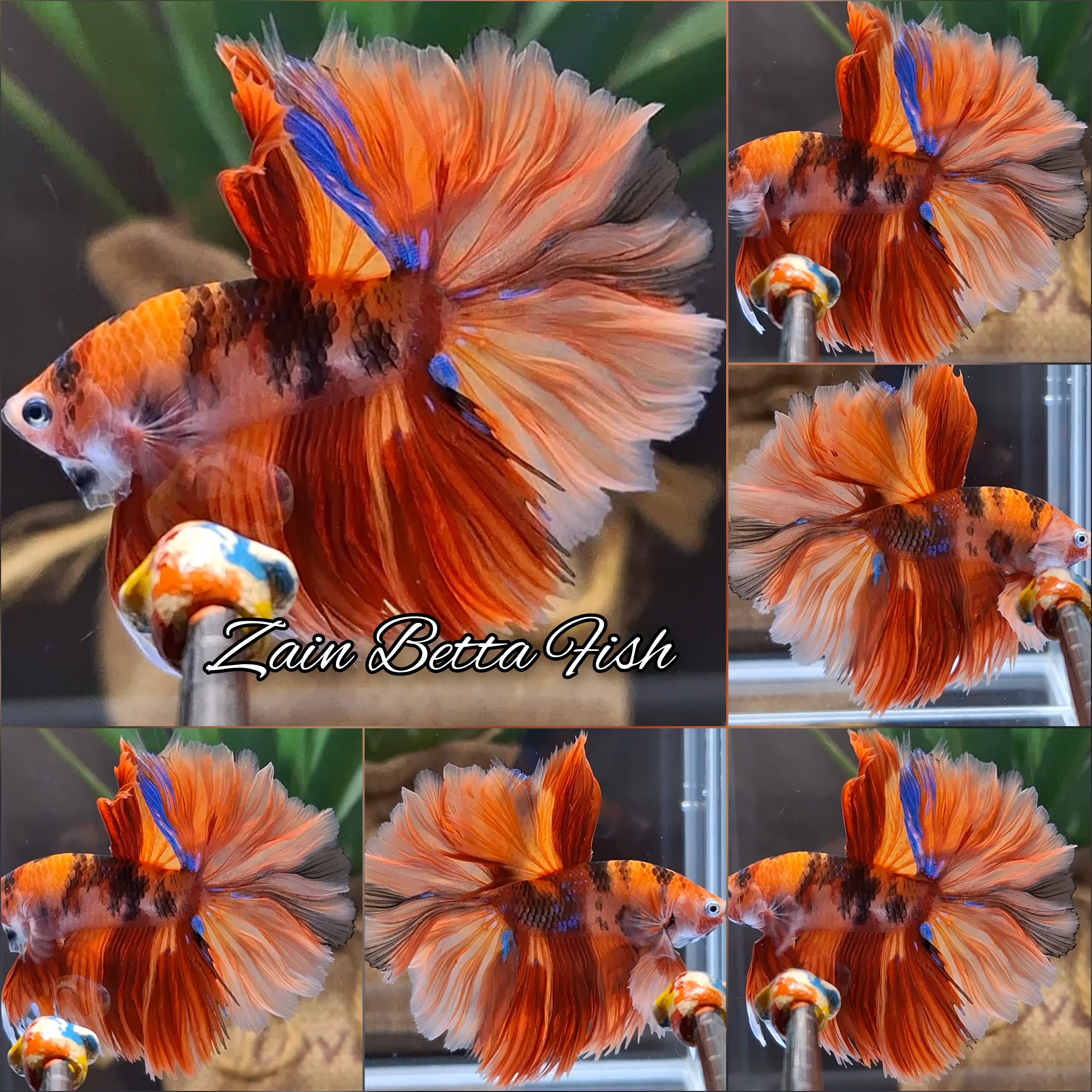 King Rosetail Halfmoon Sky Hawk Nemo Tiger Betta Fish Male
