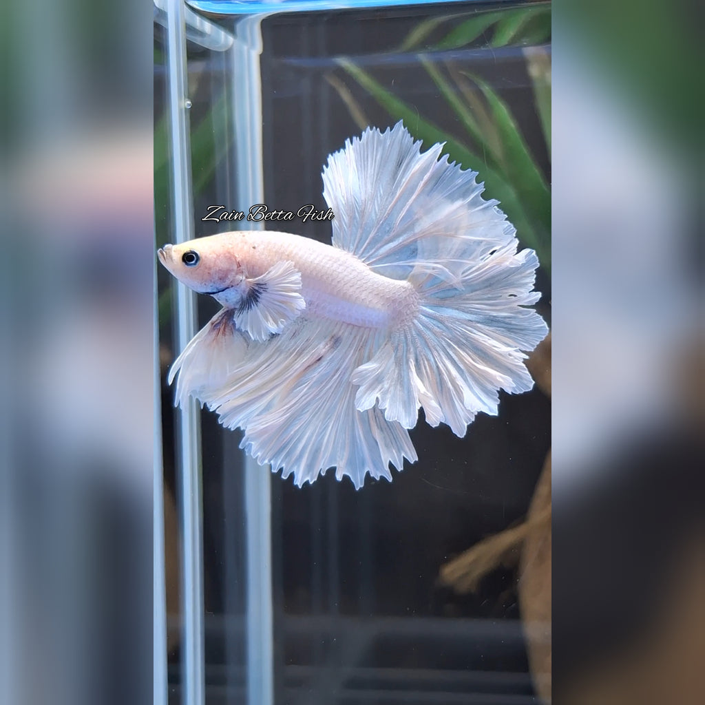 King Feathertail Dumbo Ear White Unicorn Premium Rare Betta Fish Male