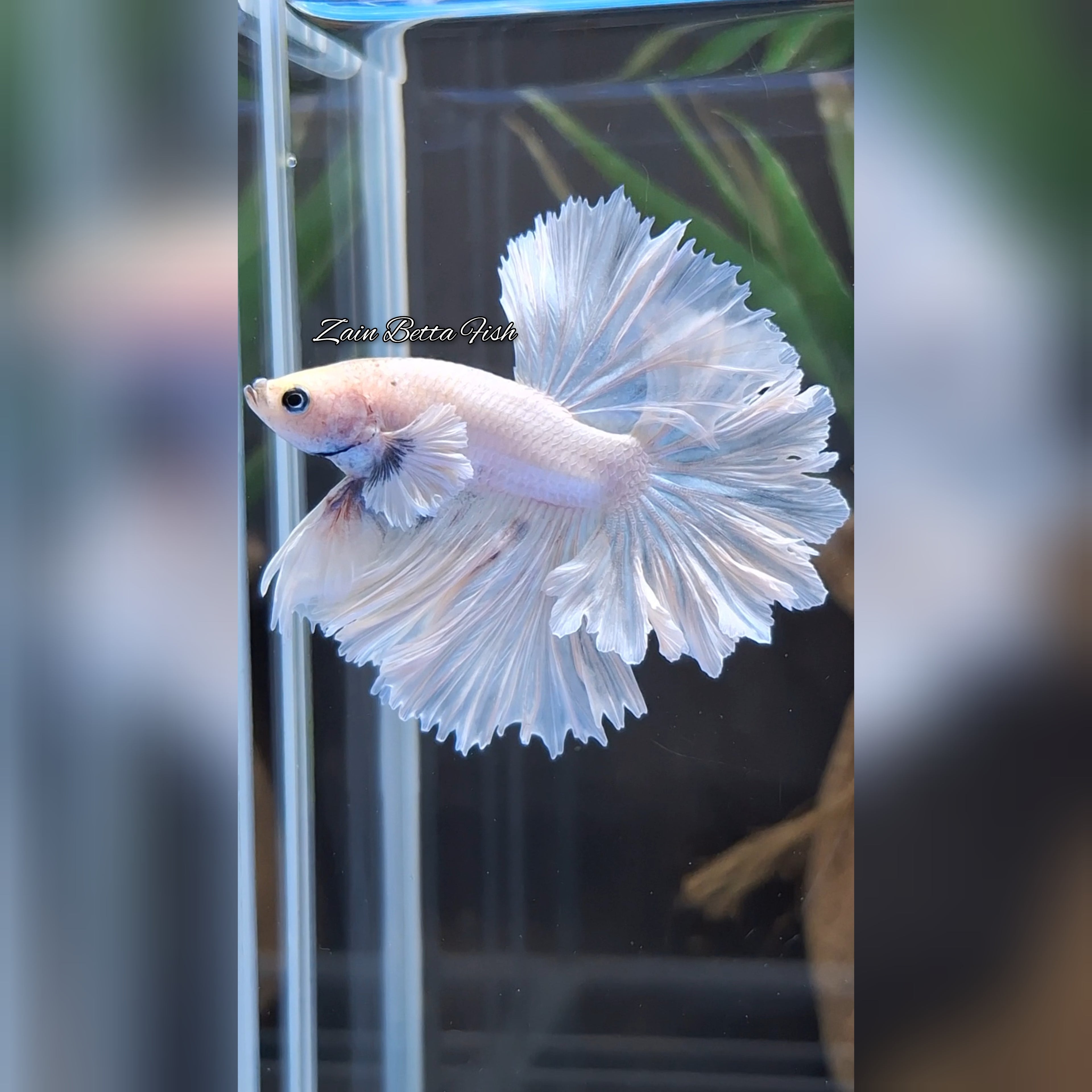 King Feathertail Dumbo Ear White Unicorn Premium Rare Betta Fish Male