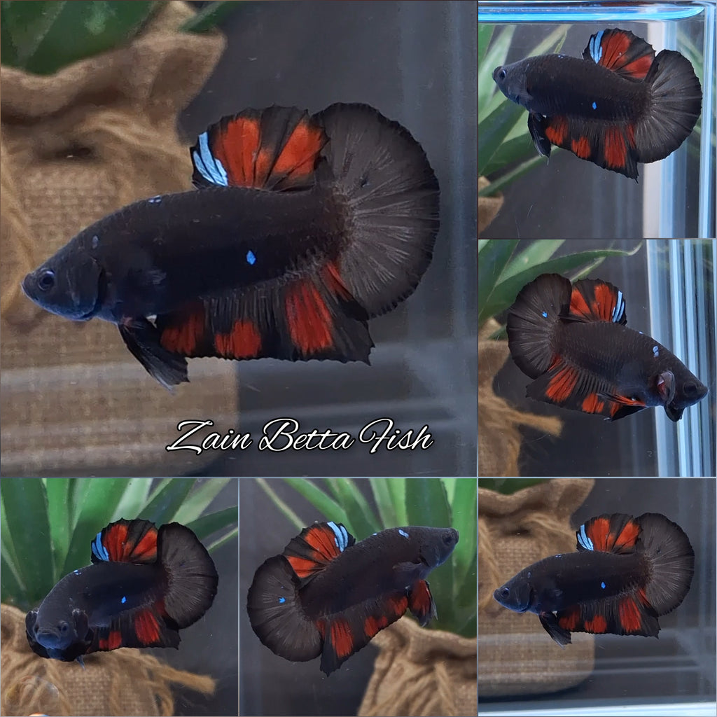 Avatar Black Red Vampire Fire Plakat HMPK Betta Fish Male