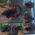 Avatar Black Red Vampire Fire Plakat HMPK Betta Fish Male