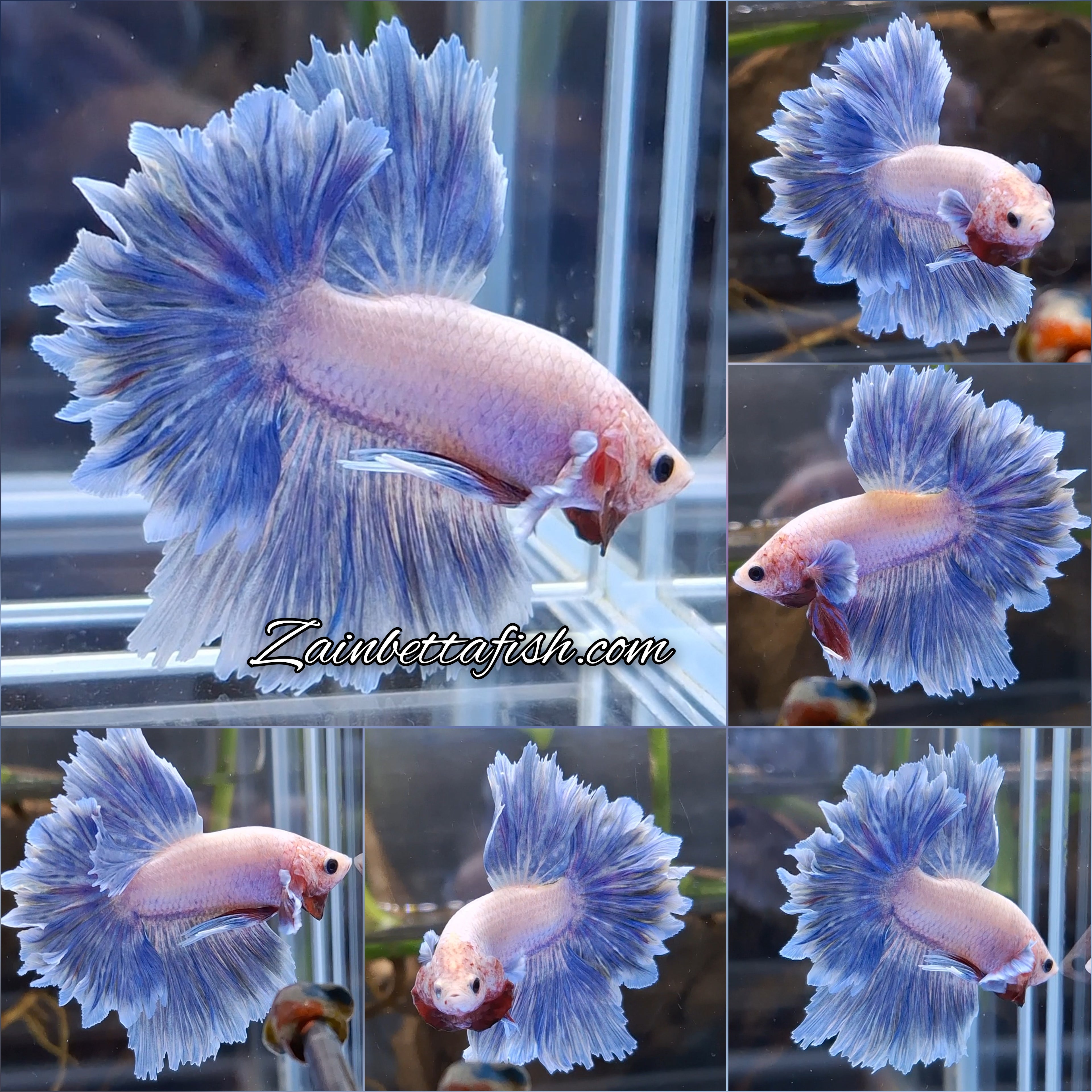 Halfmoon Feathertail Blue Sky Purple Wash Betta Fish Male