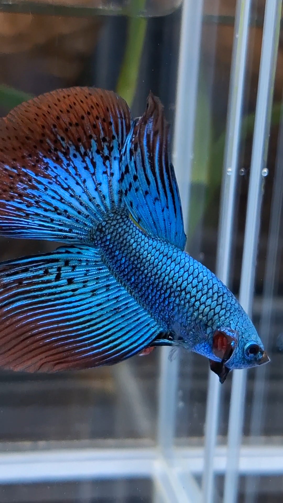 Premium Halfmoon Rare Alien Green Wild Betta Fish Male
