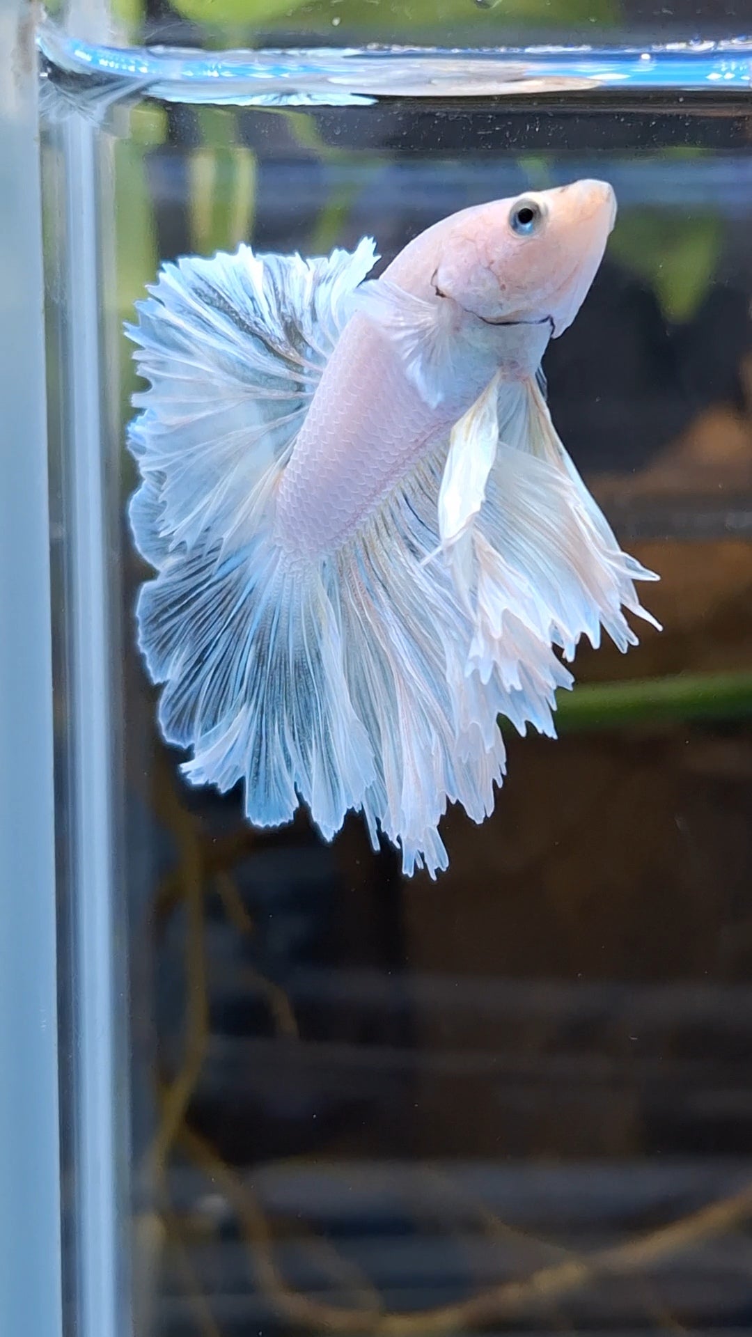 Halfmoon Feathertail White Unicorn Betta Fish Male