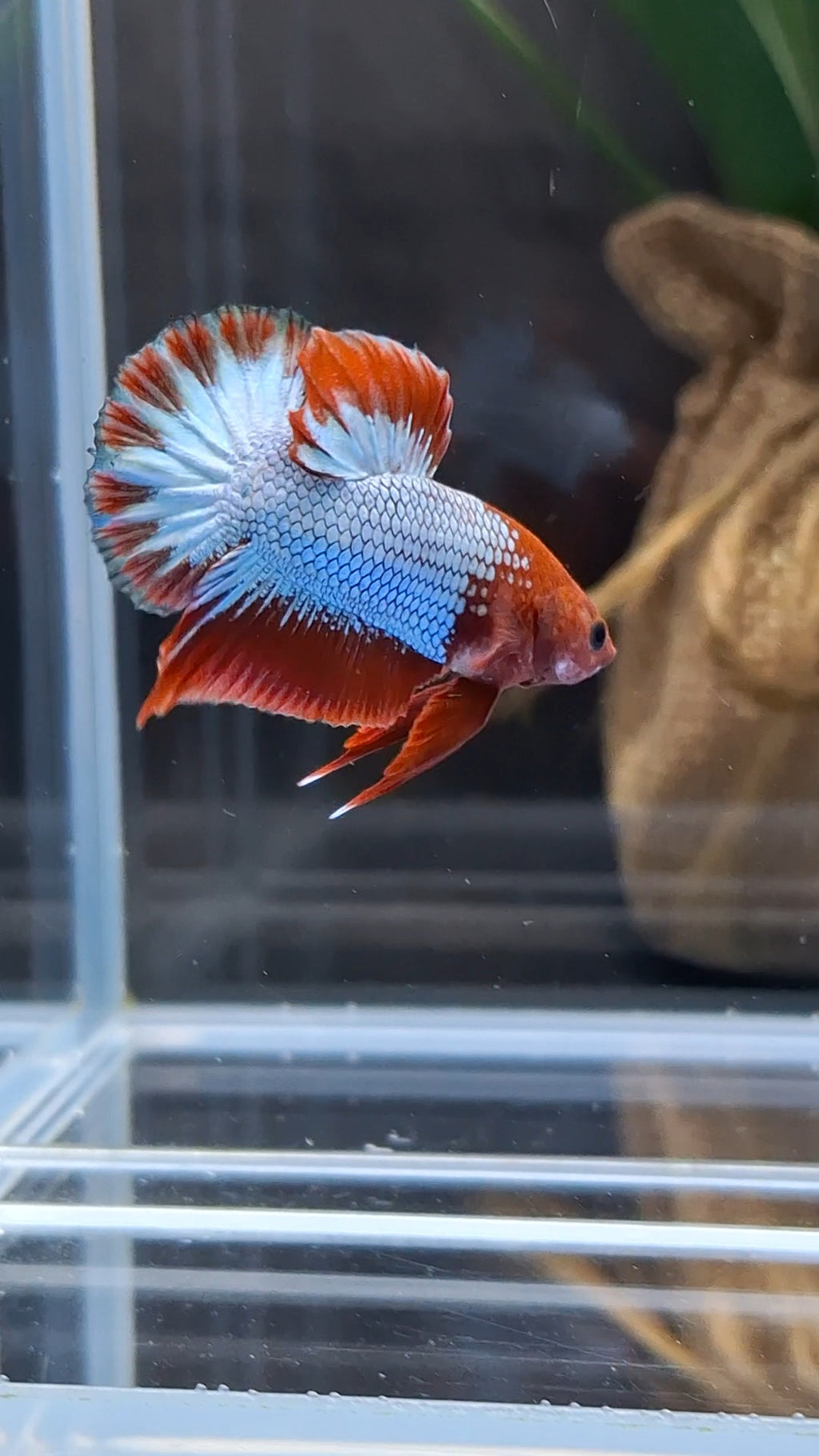 Red Fancy Copper FCCP Startail Plakat HMPK Betta Fish Male