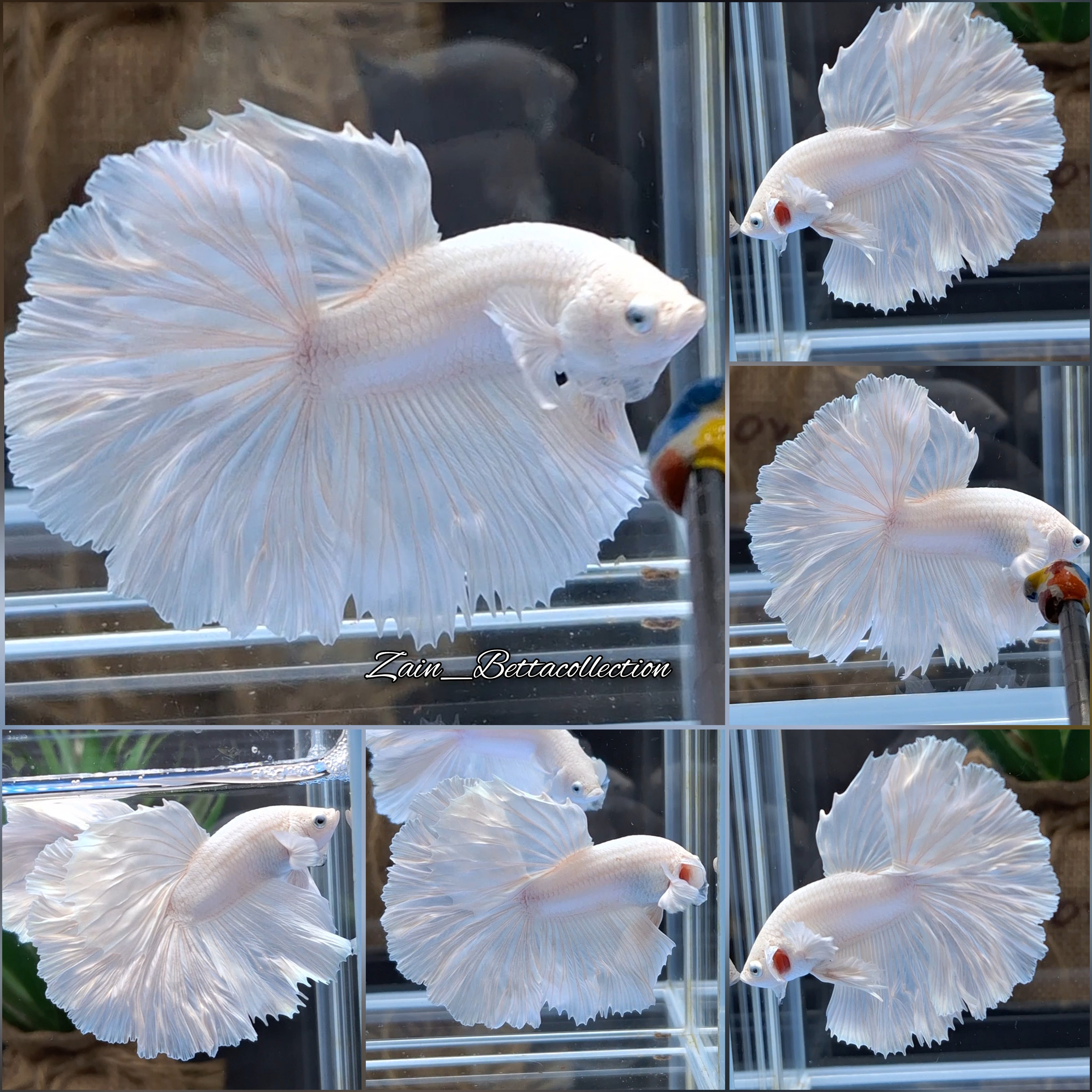 OHM Halfmoon Rosetail White Platimum Betta Fish Male