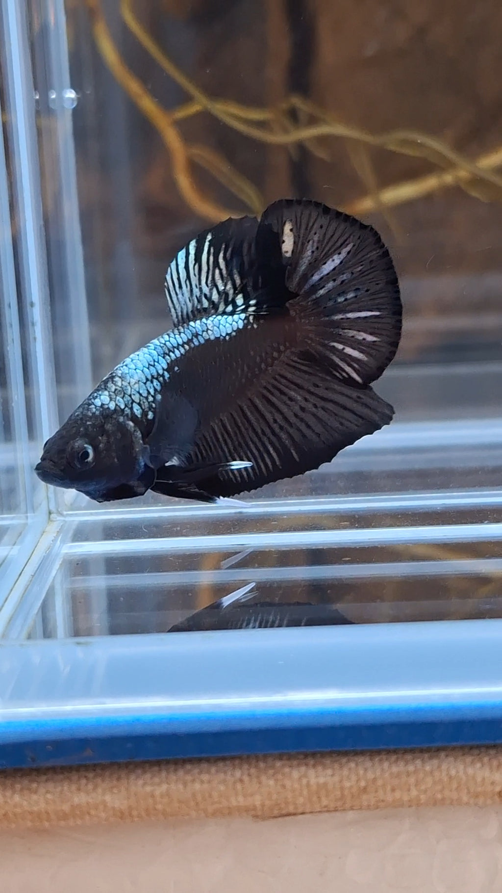 Samurai Plakat HMPK Betta Fish Male