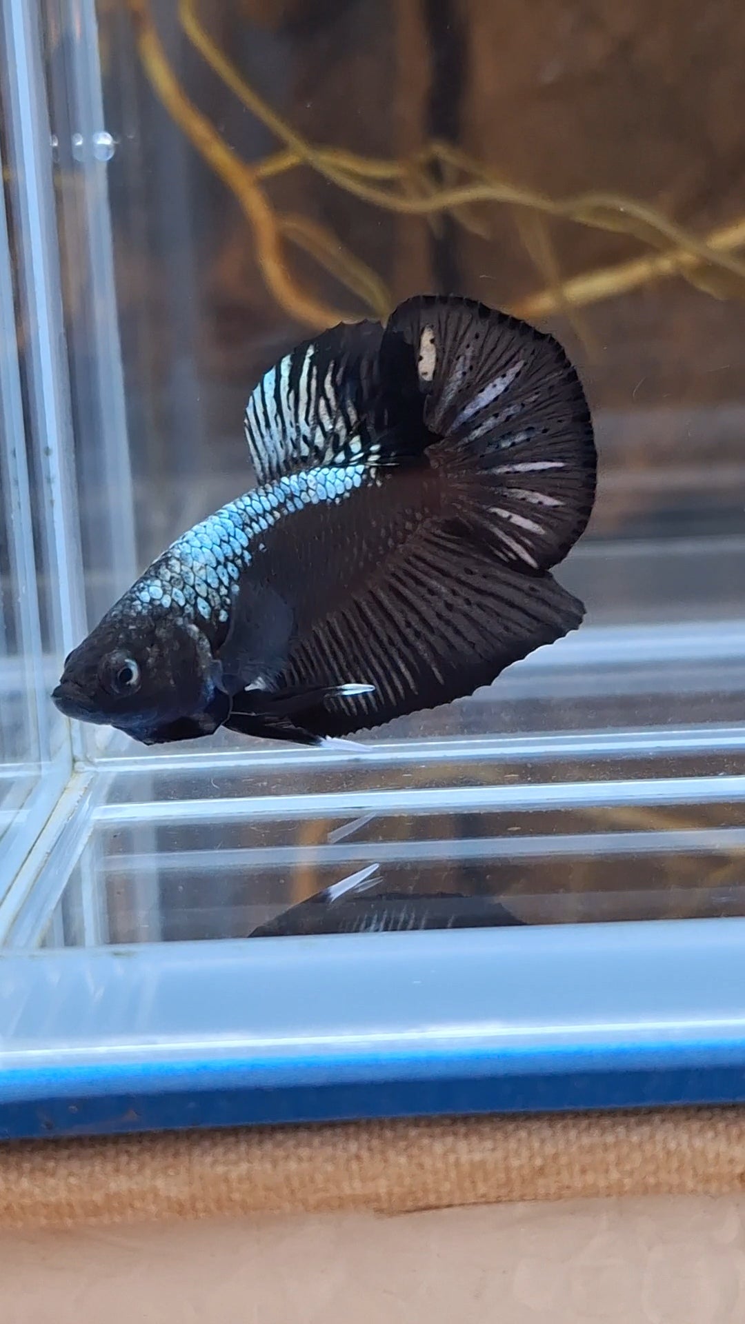 Samurai Plakat HMPK Betta Fish Male