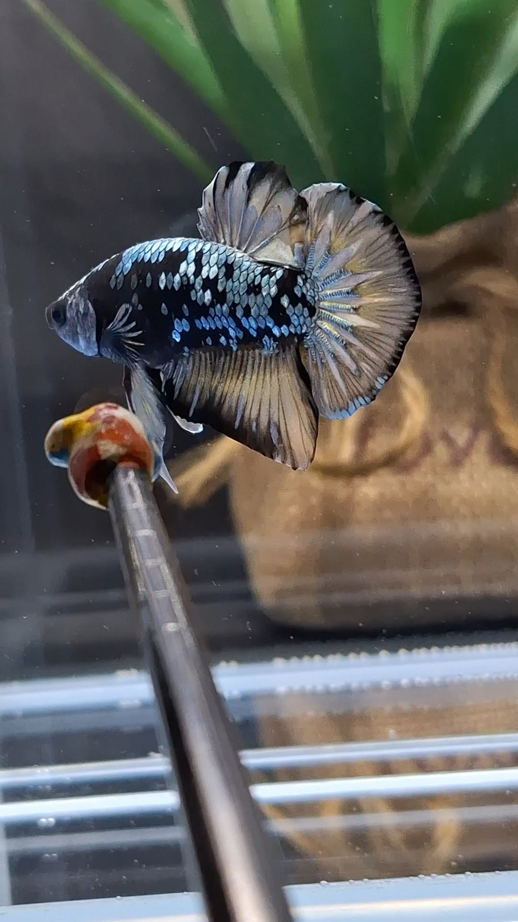 Black Star Galaxy Yellow Copper Gold Avatar Plakat HMPK Betta Fish Male