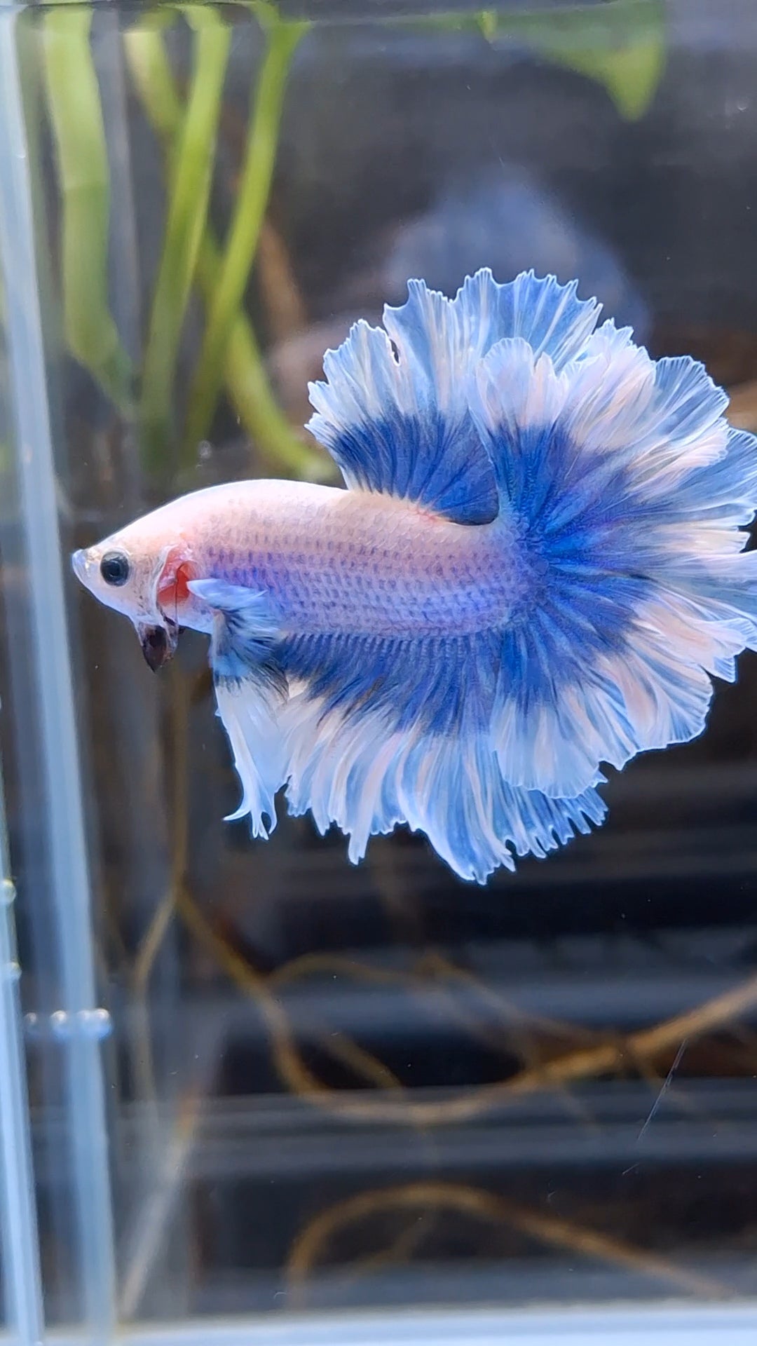 King Feathertail Halfmoon Grizzle Butterfly Premium Rare Betta Fish Male