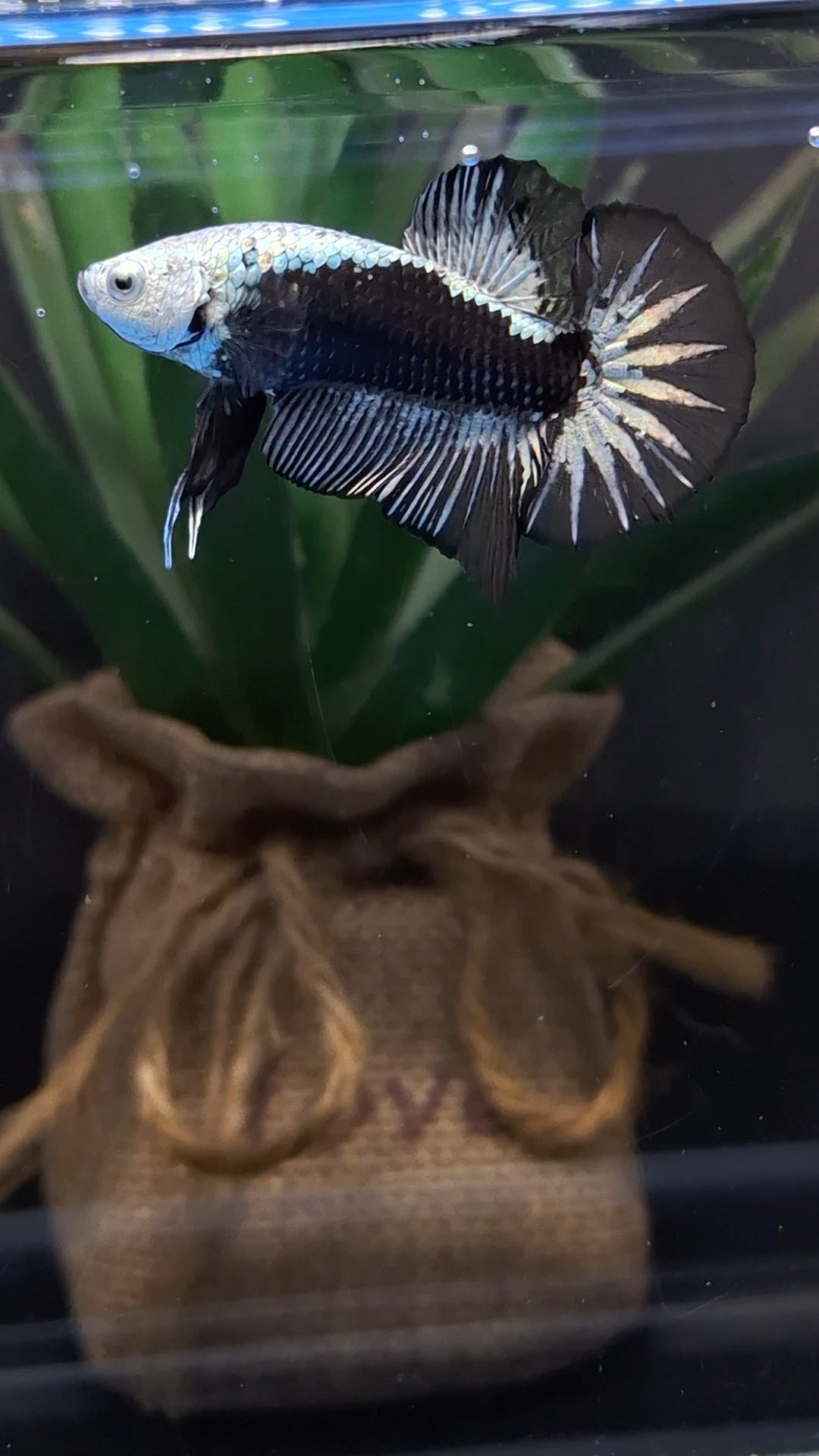 Samurai Plakat HMPK Betta Fish Male