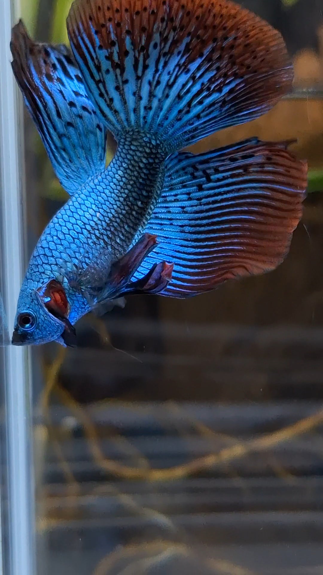 Premium Halfmoon Rare Alien Green Wild Betta Fish Male