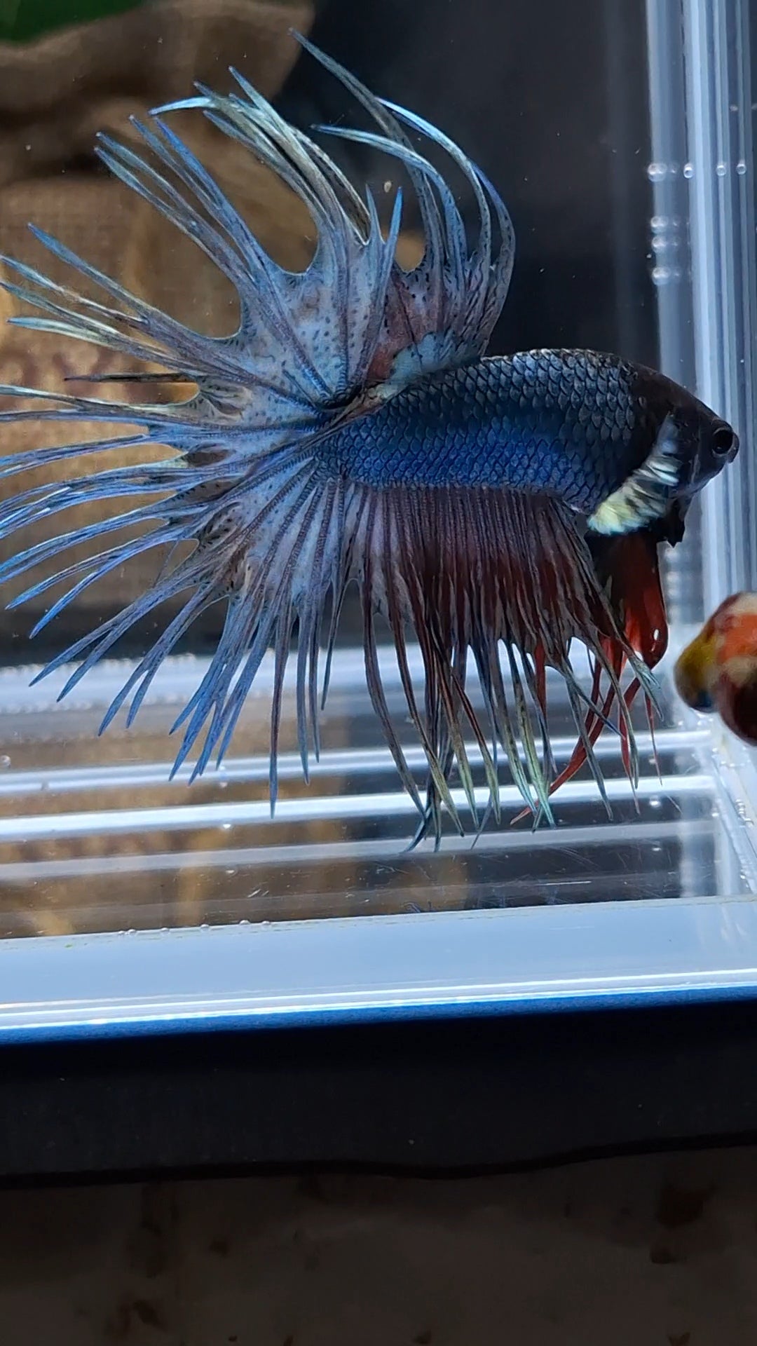 Crowntail Copper Black Head Premium Betta Fish Male