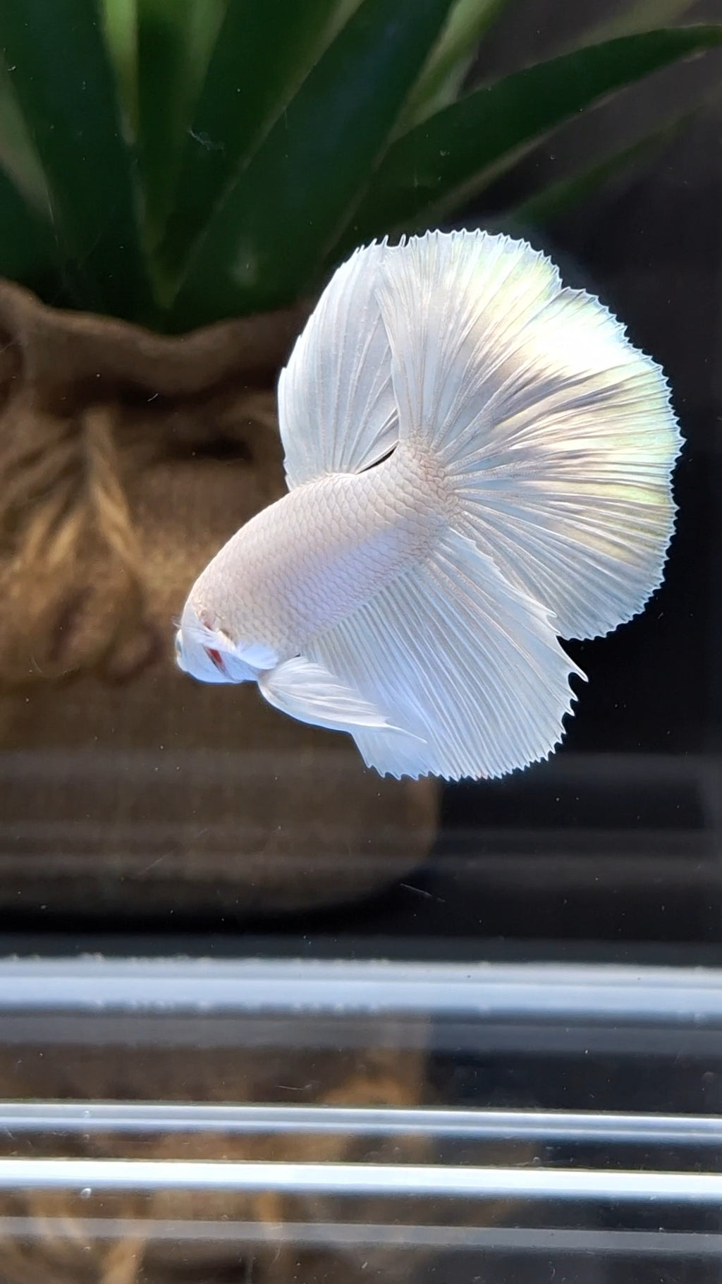 Halfmoon White Platinum Betta Fish Male