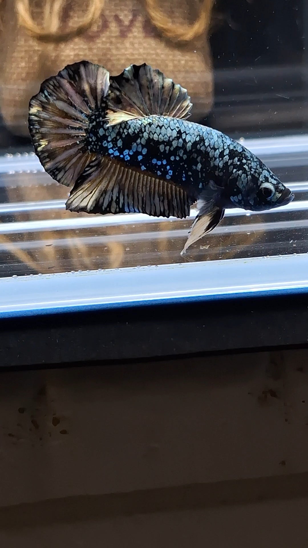 Gold Copper Nebula Avatar Plakat HMPK Betta Fish Male