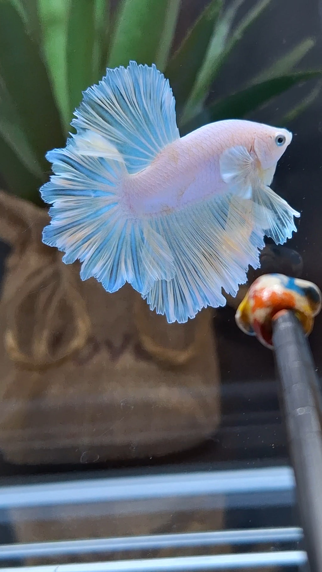 King Feathertail Soft Gold Unicorn Rare Betta Fish Male