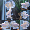 King Feathertail Unicorn Betta Fish Male