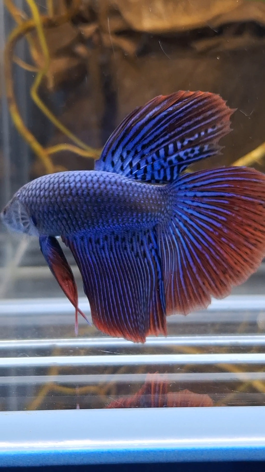 Alien Long Fins Blue Big Delta Tail Rare Wild Betta Fish Male