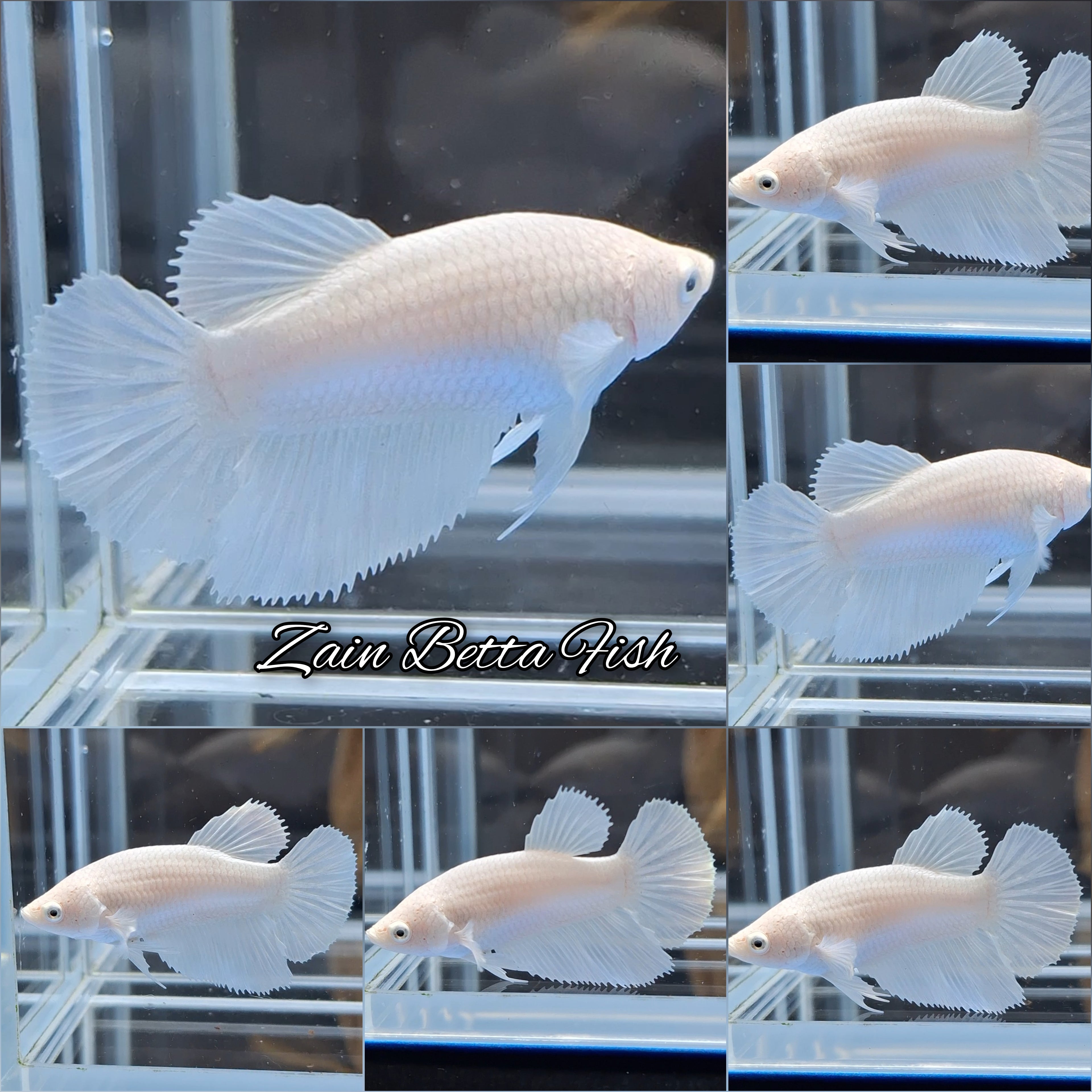 Halfmoon White Platinum Betta Fish Female For Sorority / Breed