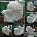 OHM Halfmoon White Platinum Opaque Betta Fish Male