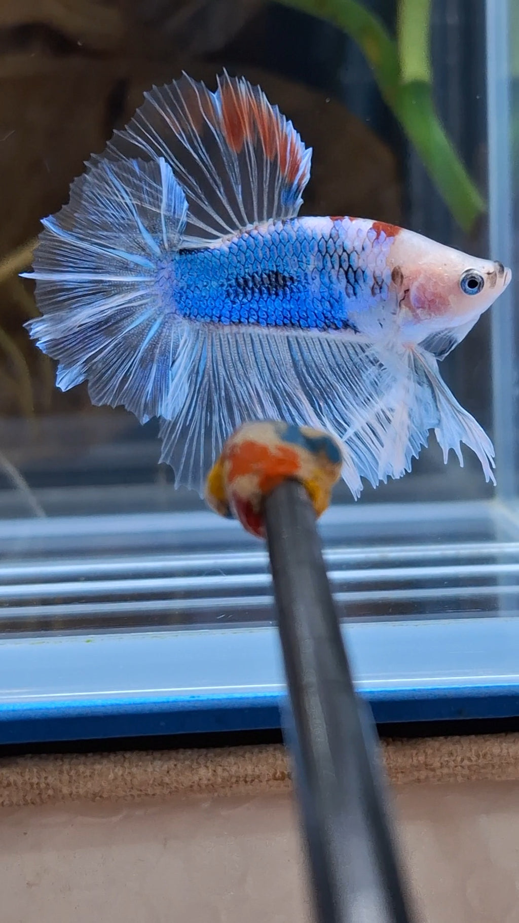 Halfmoon King Feathertail Monkay Face Fancy Rare Betta Fish Male