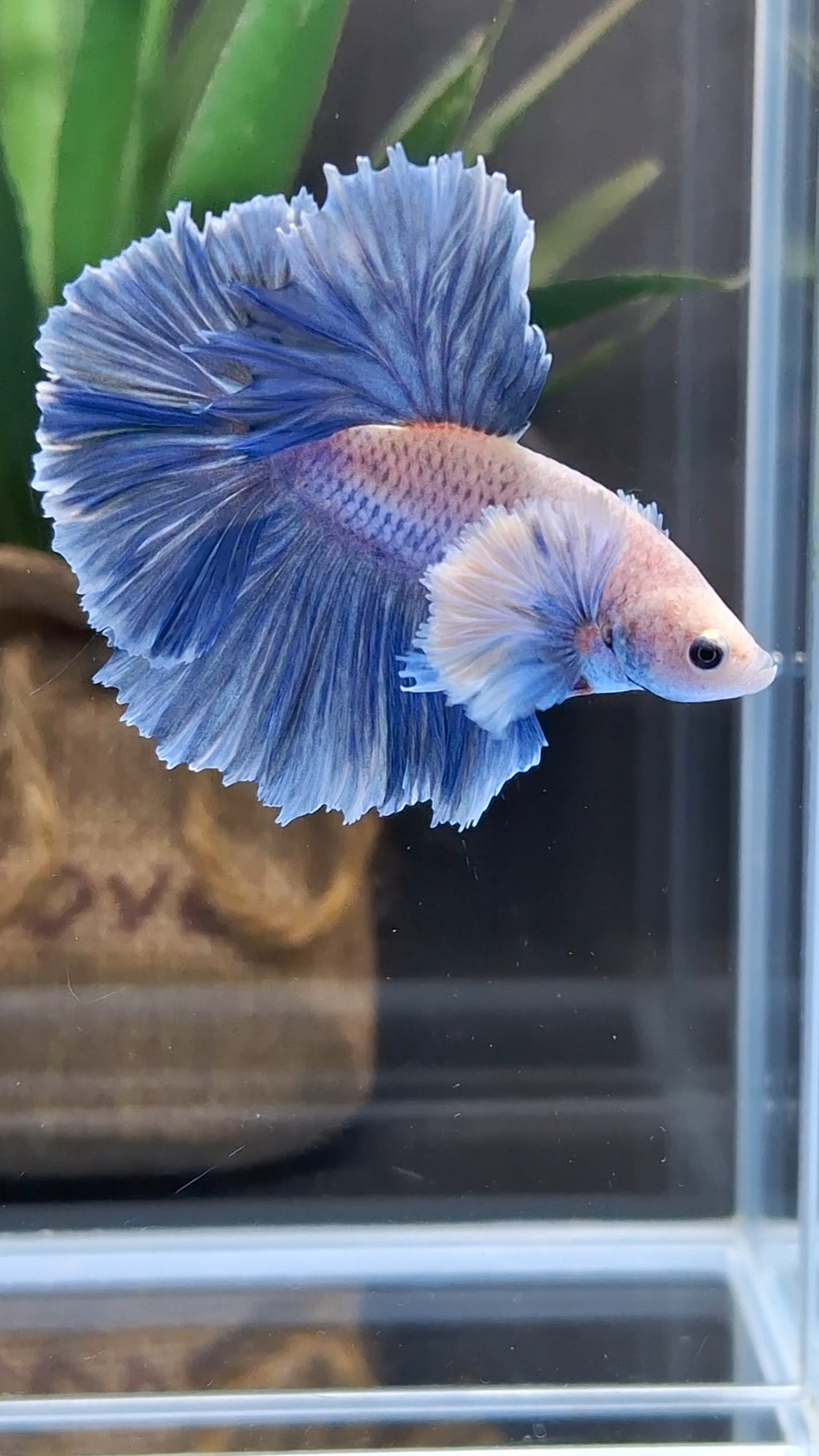Halfmoon Rosetail Rose Dumbo Ear Grizzle Betta Fish Male