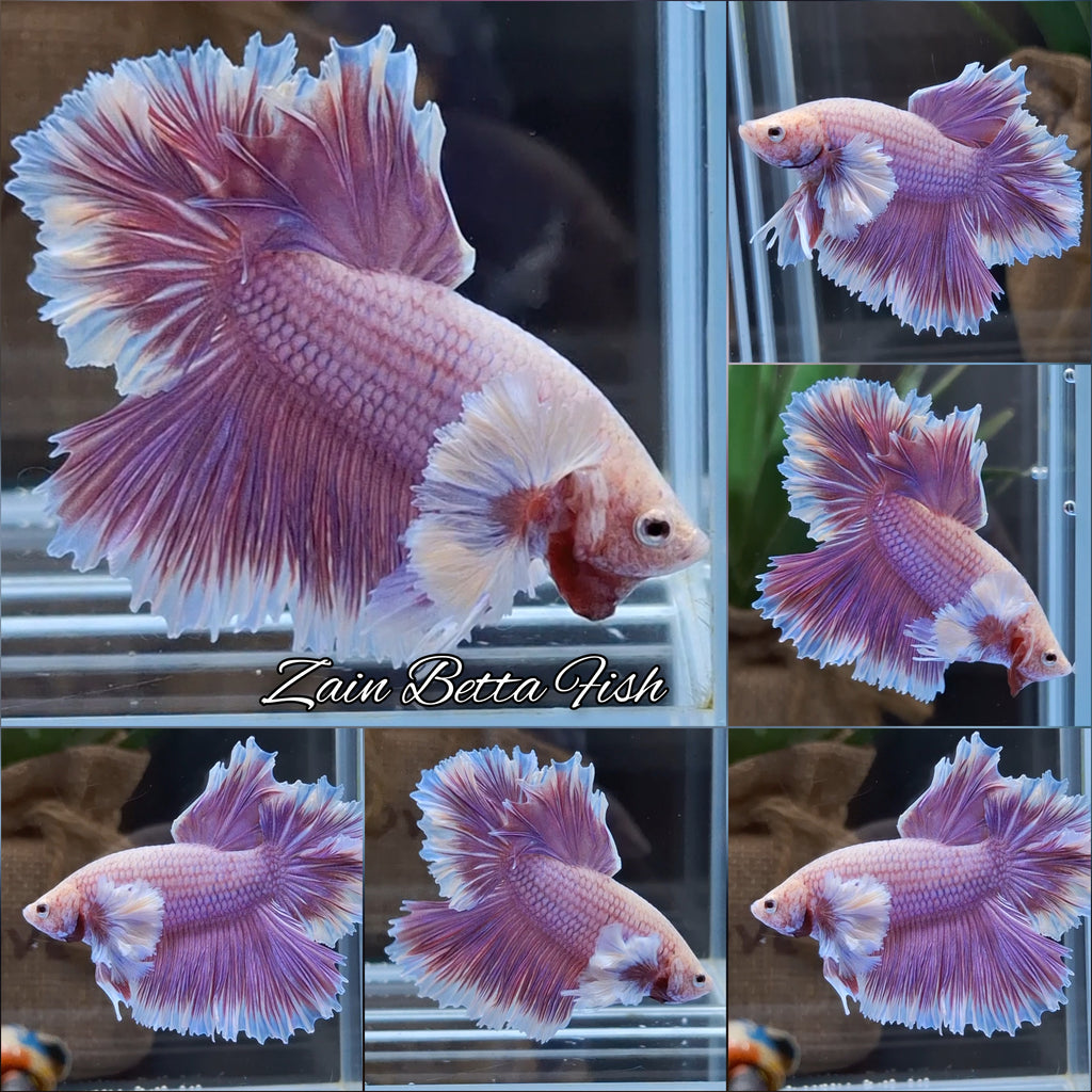 Feathertail Dumbo Ear Purple Butterfly Betta Fish Male