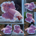 Feathertail Dumbo Ear Purple Butterfly Betta Fish Male