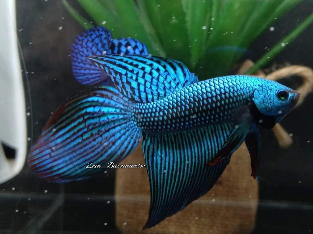 Veiltail Alien Green Rare Wild Betta Hybrid Male