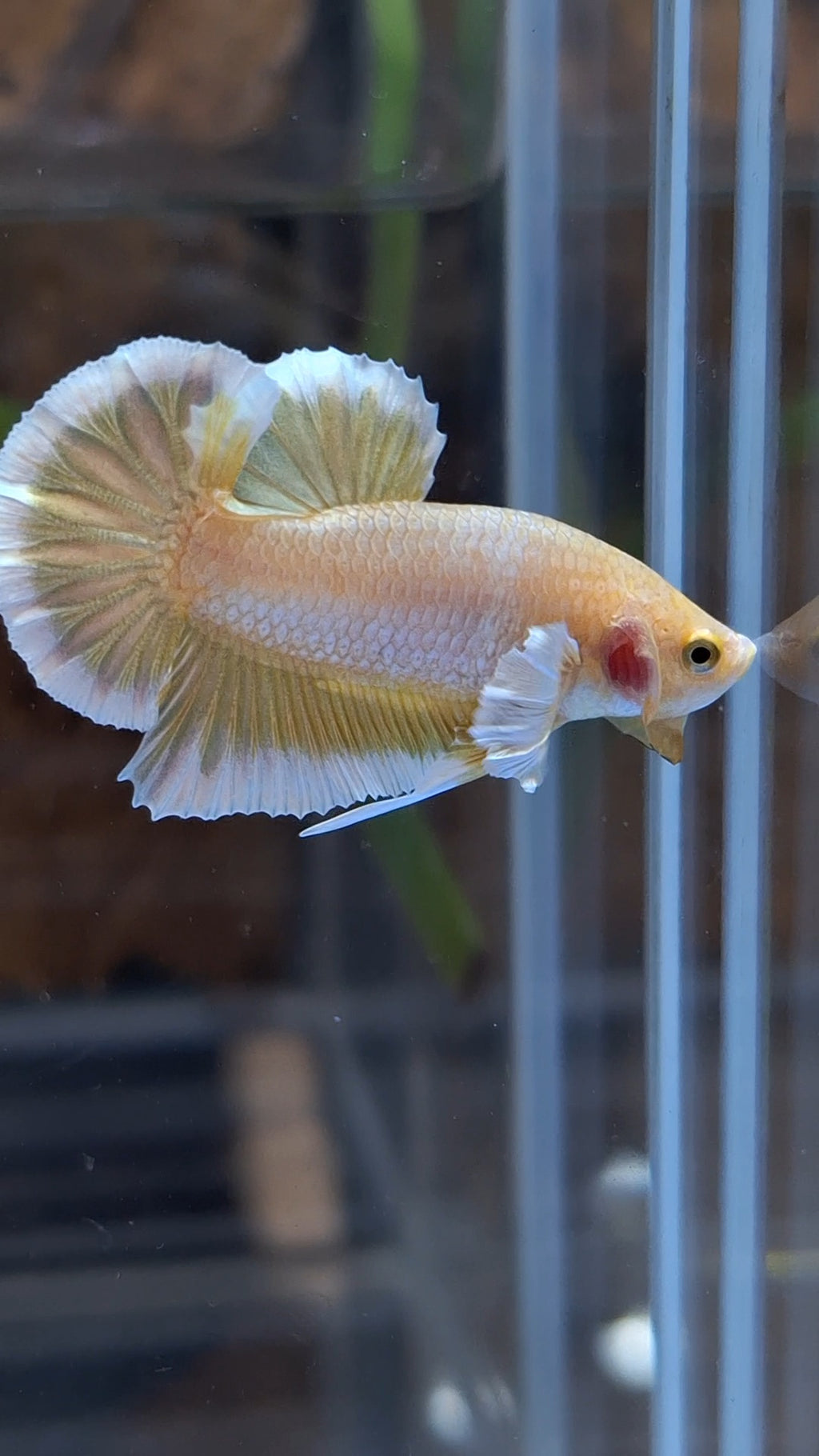 Gold Big Ear Butterfly Plakat Betta Fish Male
