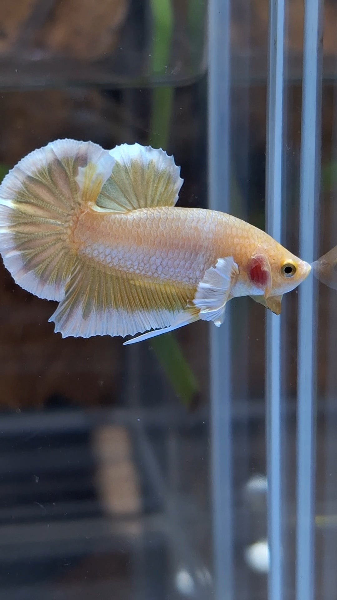Gold Big Ear Butterfly Plakat Betta Fish Male
