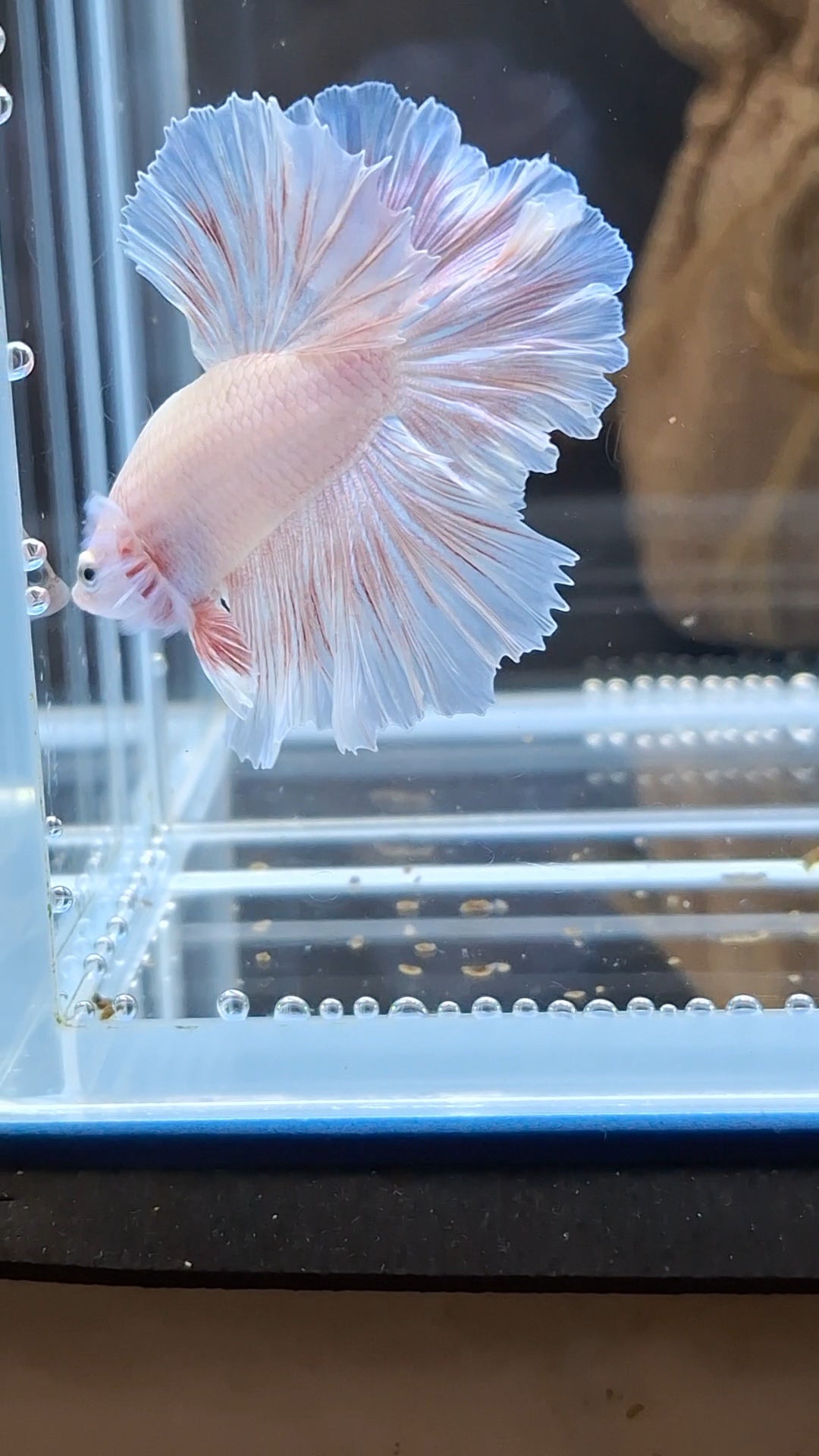 Feathertail Pink Sweet Color Betta Fish Male
