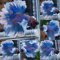 Dumbo Ear Halfmoon Feathertail Blue Butterfly Betta Fish Male