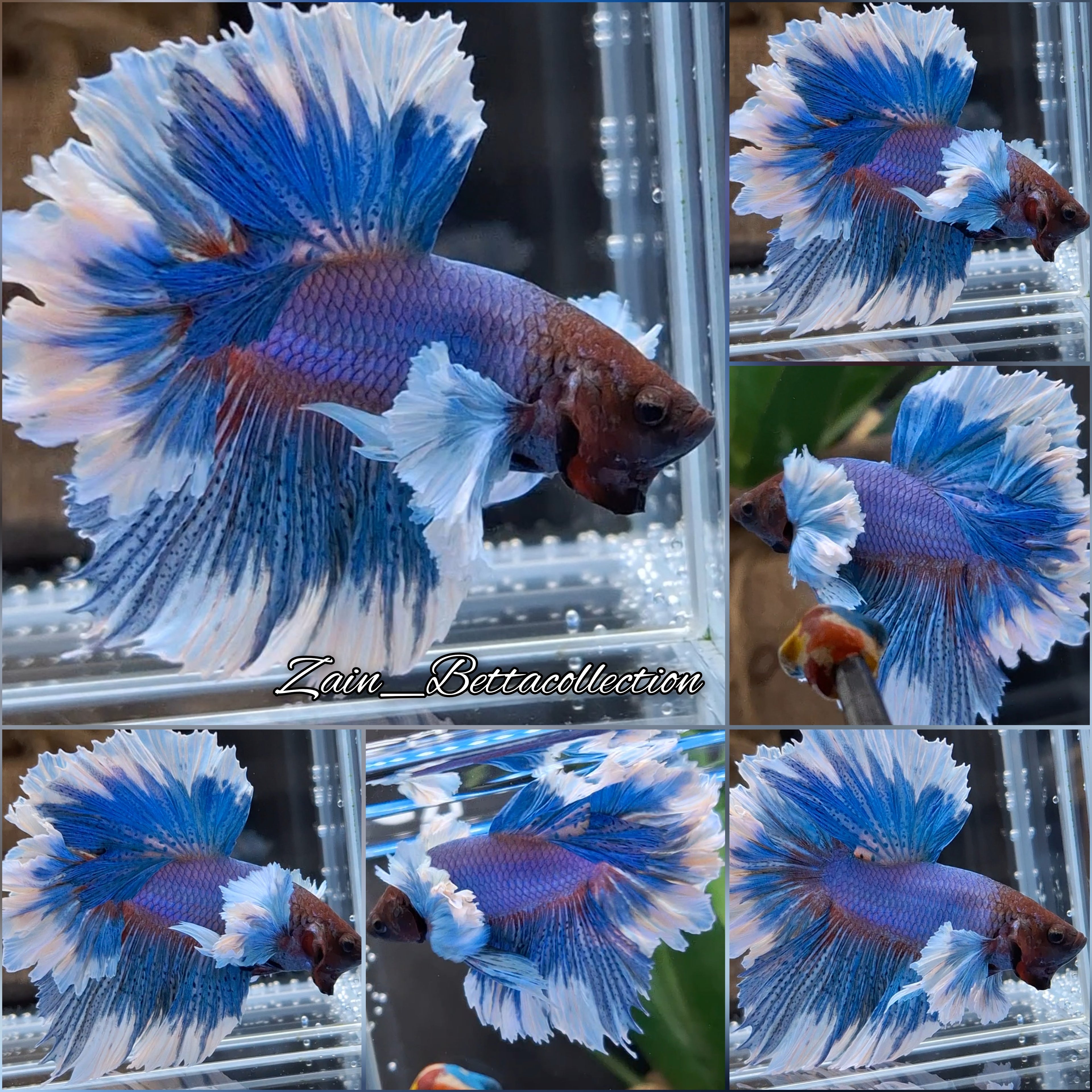 Dumbo Ear Halfmoon Feathertail Blue Butterfly Betta Fish Male