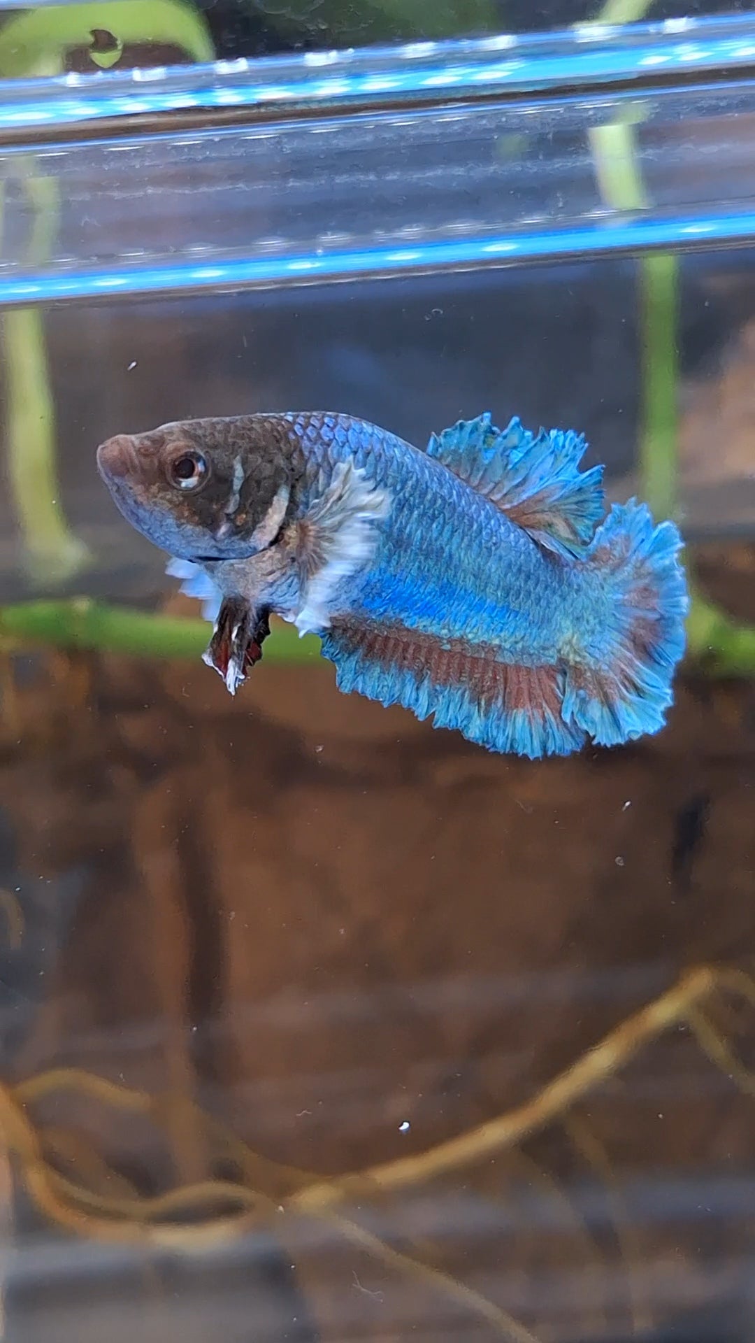 King Feathertail Rose Dumbo Ear Green Turquoise Female Betta Fish For Sorority / Breed