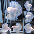 King Feathertail White Unicorn Soft Yellow Wash Betta Fish Male