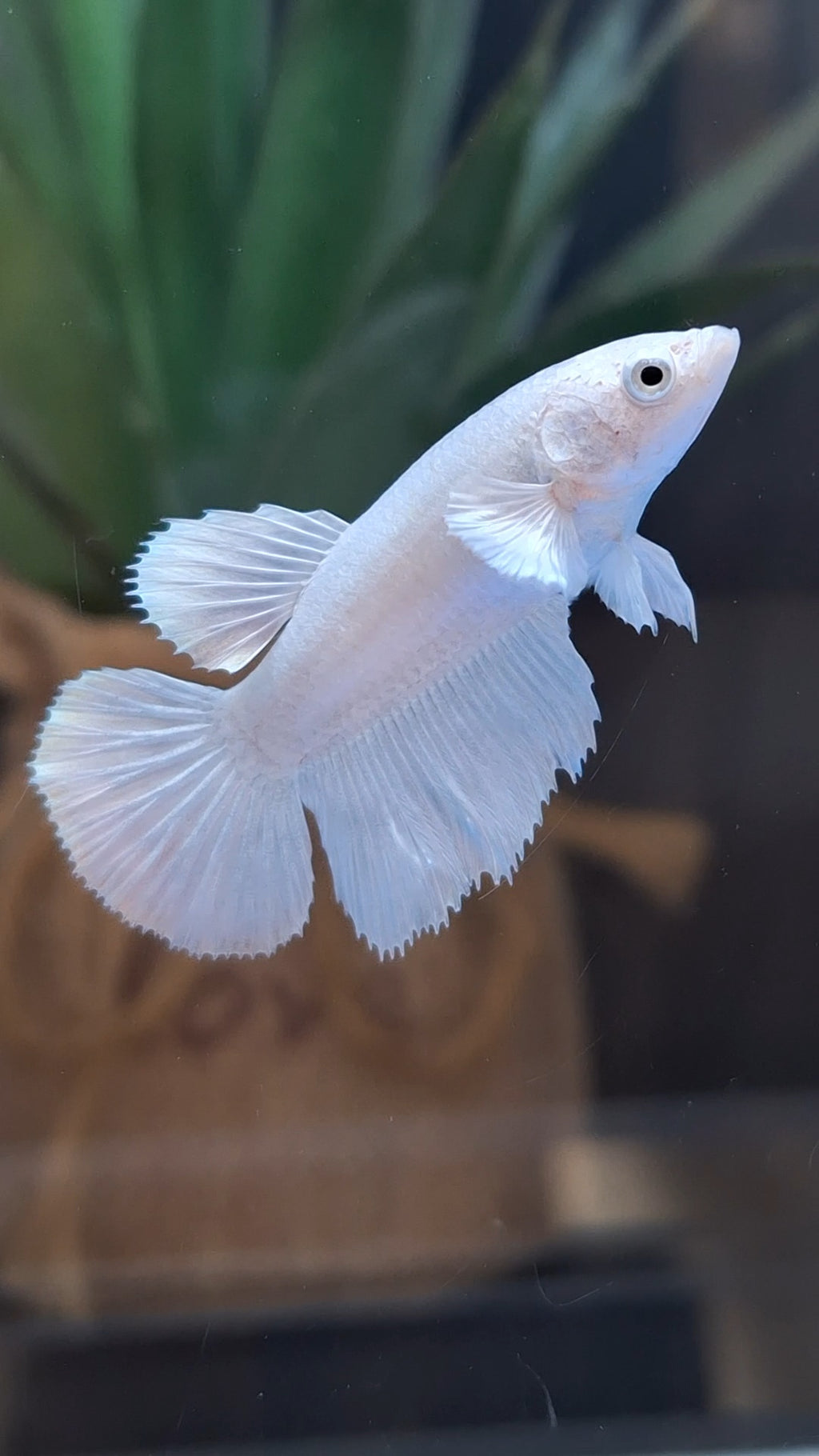 Halfmoon White Platinum Female Betta Fish For Sorority and Breed