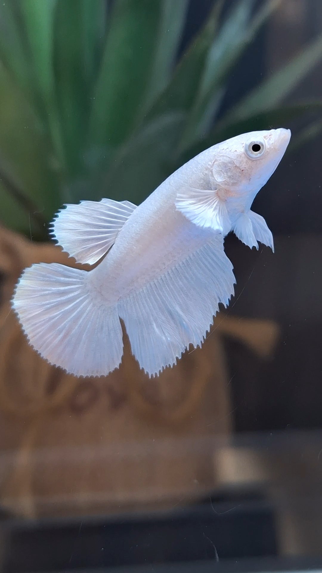 Halfmoon White Platinum Female Betta Fish For Sorority and Breed