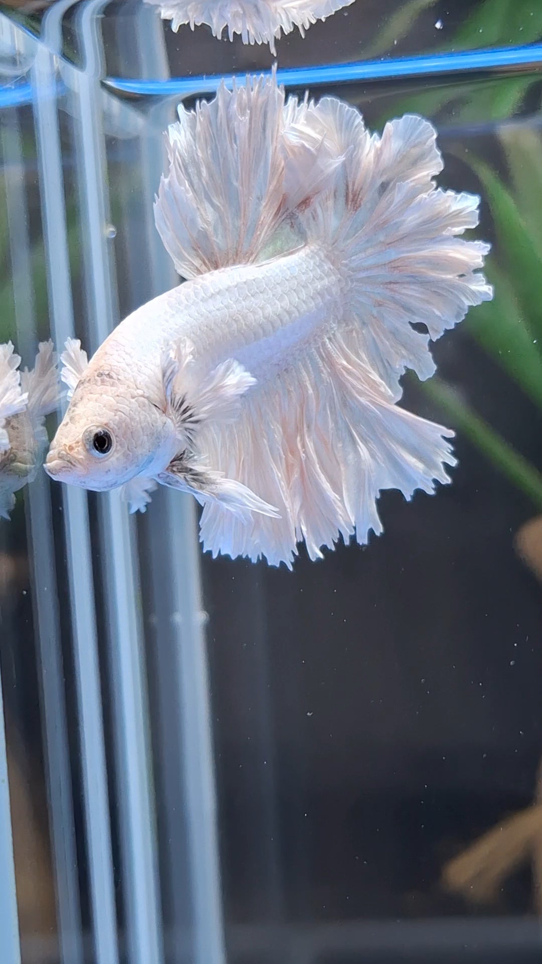 King Feathertail Rose Dumbo Ear White Dragon Platinum Betta Fish Male