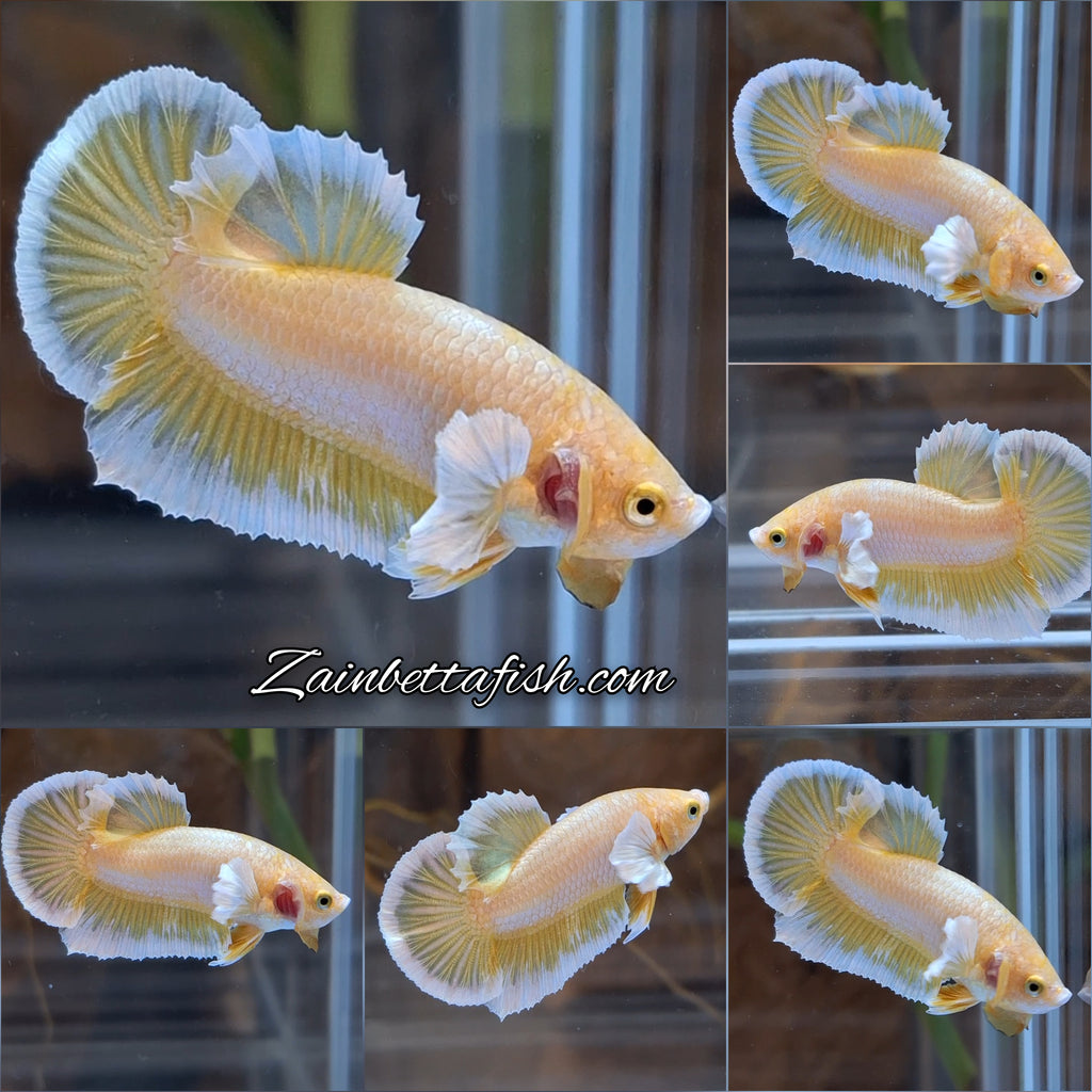 Gold Big Ear Butterfly Plakat Betta Fish Male