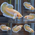 Gold Big Ear Butterfly Plakat Betta Fish Male