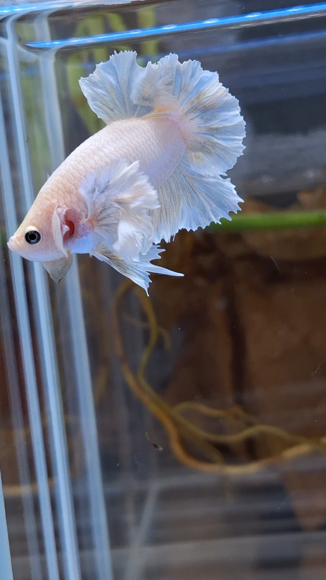 Premium Super Dumbo Ear Rose Rare Betta Fish Male