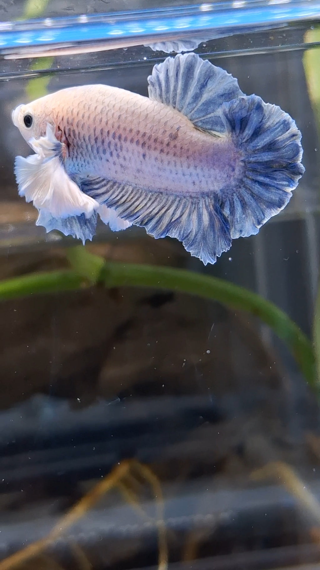 Rose Dumbo Ear Grizzle Plakat Betta Fish Male