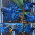 Crowntail Blue Betta Fish Male
