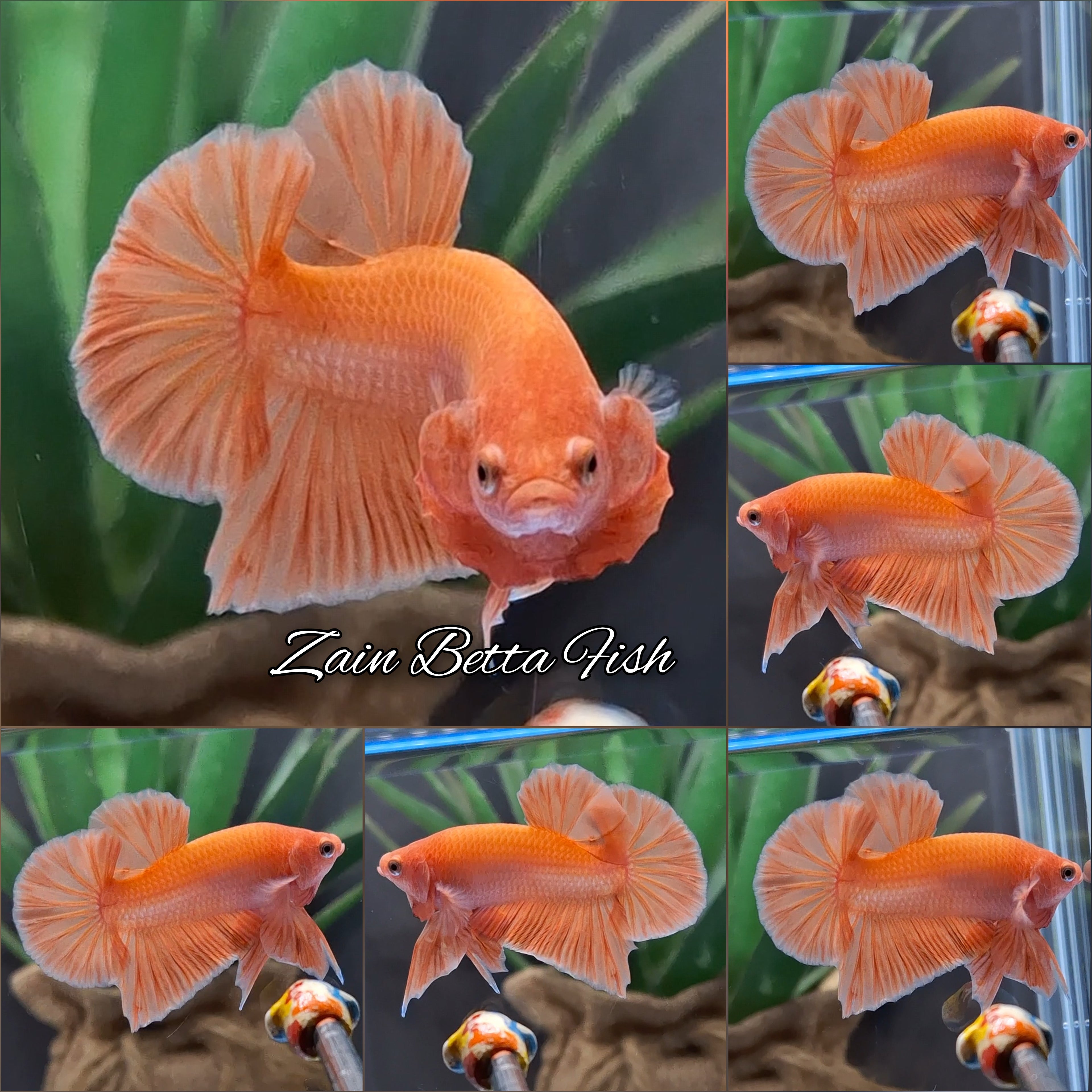 Orange Solid Premium Plakat HMPK Betta Fish Male